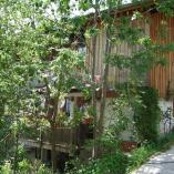 Kr&auml;uterkurs in Ried